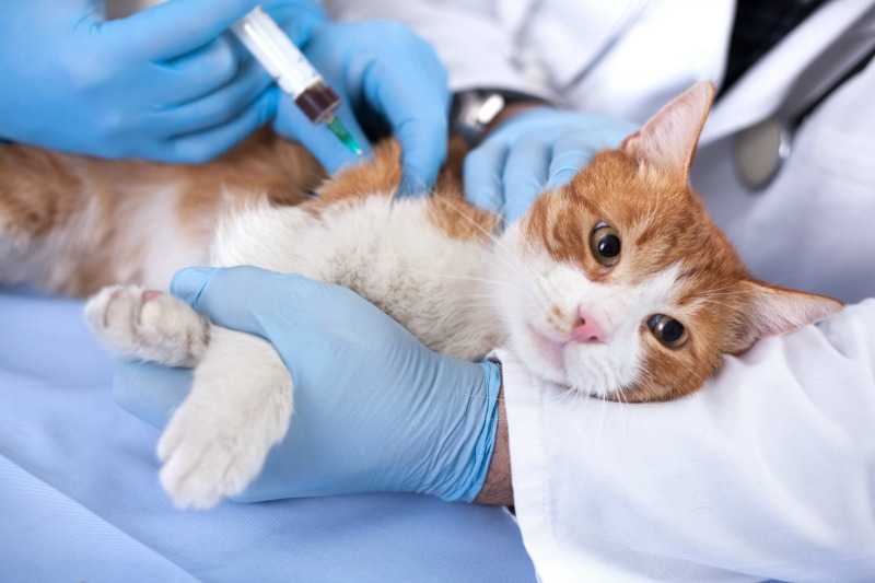 Бешенство у кошки. прививка от бешенства. как подготовить кошку к вакцинации | нвп «астрафарм»