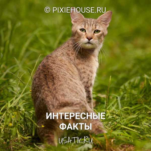Порода кошек пиксибоб, описание и фото