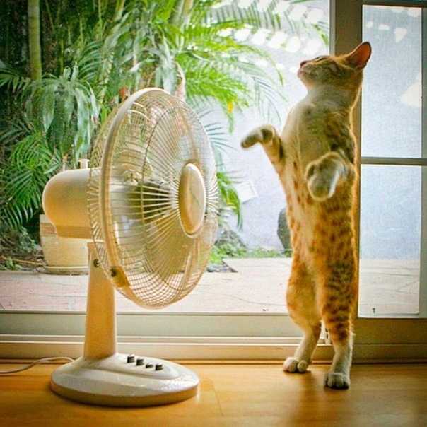 Тепловой удар у кошек: симптомы и оказание первой помощи