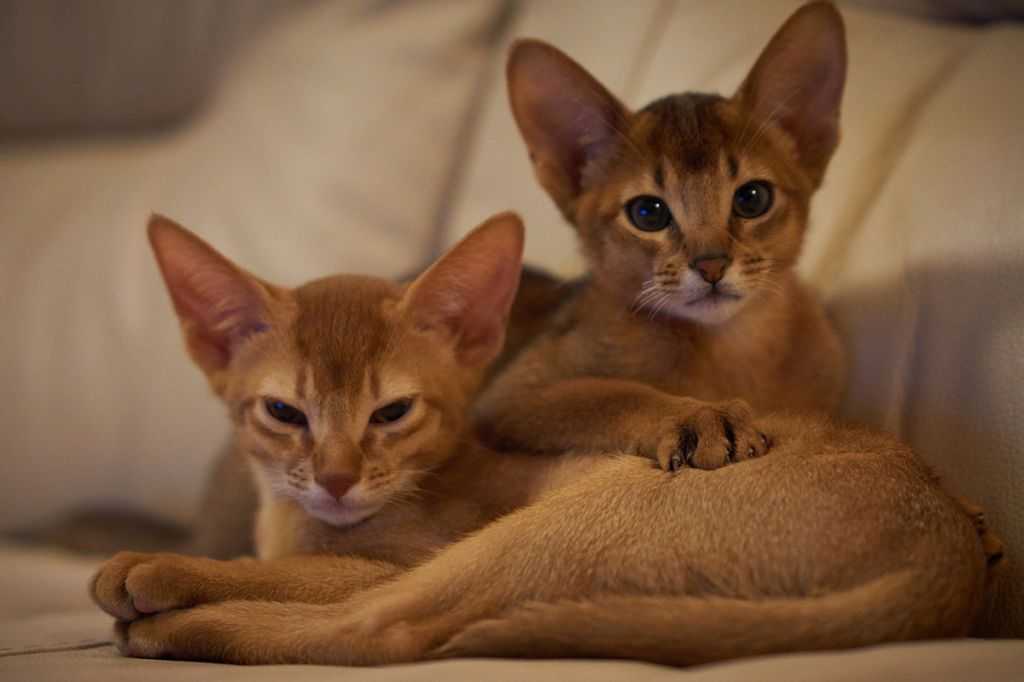Редкие породы кошек с фотографиями и названиями: какие виды самые уникальные?