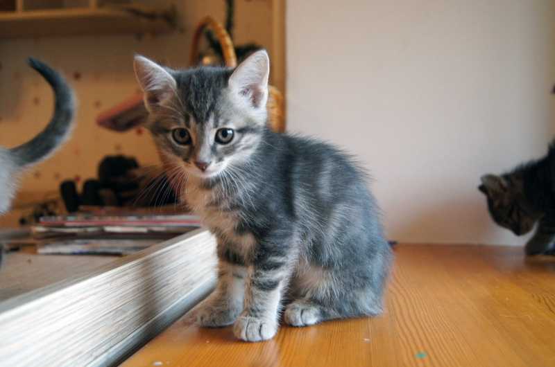 Кличка полосатому. Котенок серый с полосками. Серо полосатый котенок девочка. Девочка с полосатым котенком. Девочка с серым котенком.