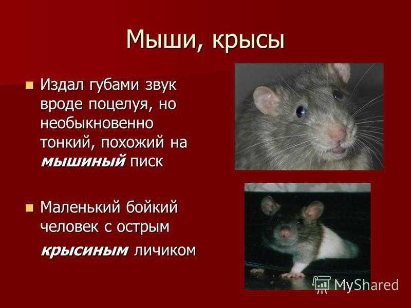 Почему домашняя крыса лижет руки - сайт о домашних питомцах