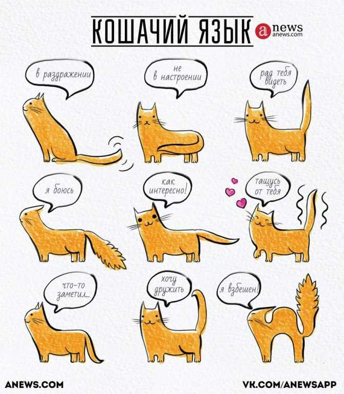 Переводчик с кошачьего языка на русский: как понять кота