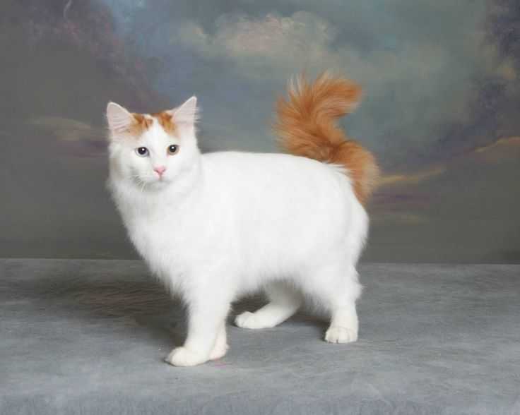 Турецкий ван: фото ванской кошки, цена котенка, описание внешнего вида и характера