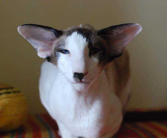 Кошки с большими ушами – какая порода самая ушастая в мире.