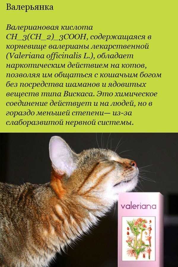Валерьянка для кошек: действие, реакция, вред и польза, откуда такая любовь?