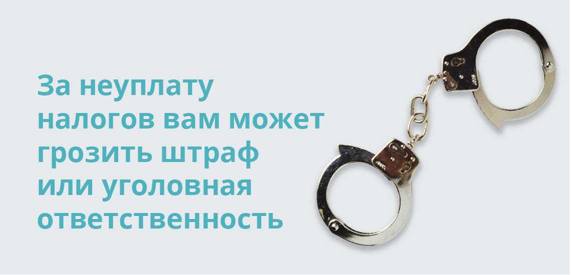 Налог на домашних животных в россии в 2019 году не увели, однако власти серьезно настроенные в будущем закон принять