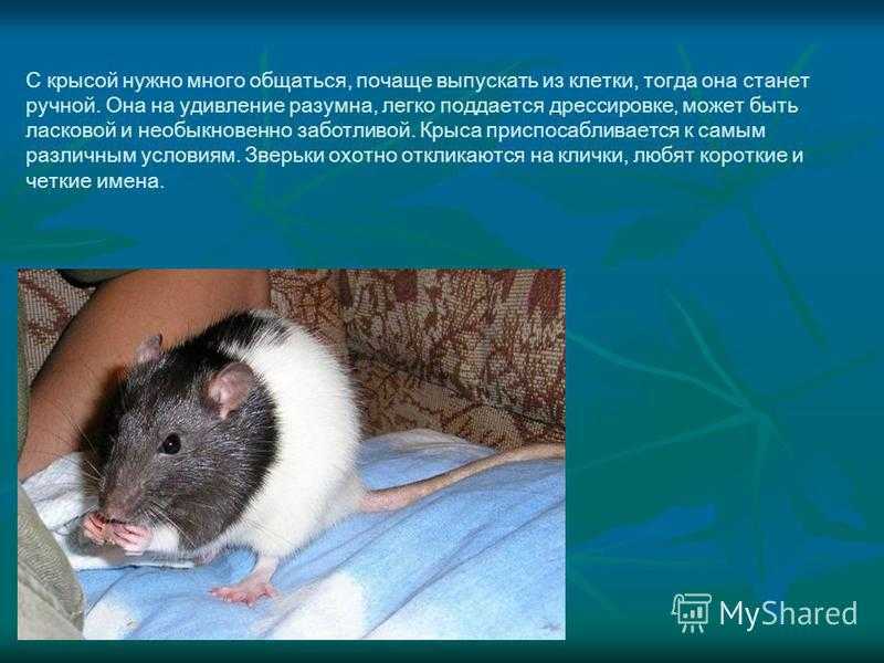 Сколько живут домашние крысы?