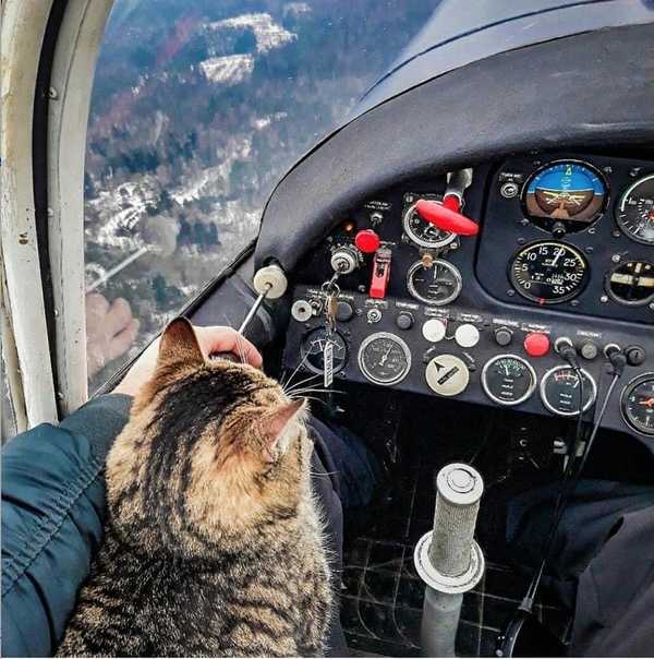 Летаем вместе с кошкой