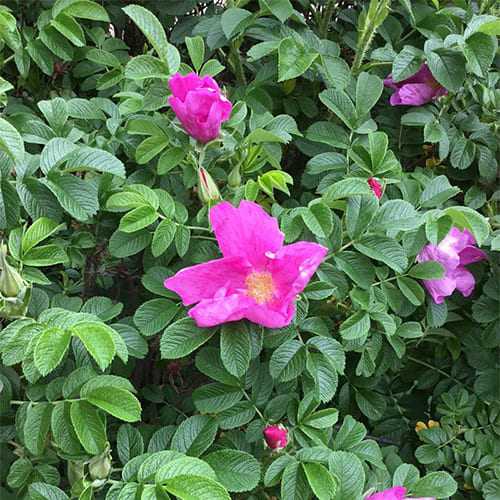 Роза морщинистая (rosa rugosa) шиповник
