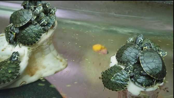 Что едят черепахи в домашних условиях: болотные, морские, сухопутные и другие