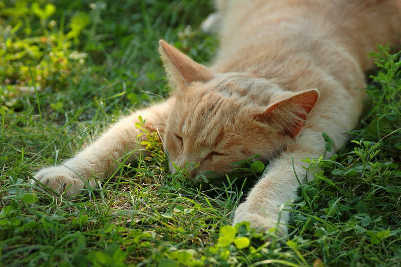 Тепловой удар у кошек: симптомы и лечение