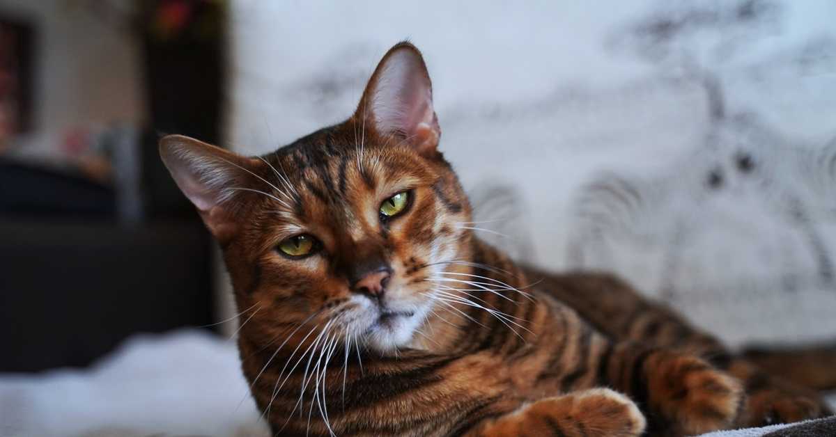 Тойгер: описание породы кошек, фото и видео материалы, отзывы о породе