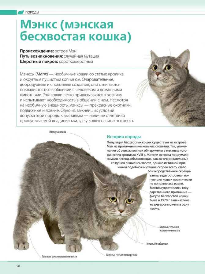 Рагамаффин: описание породы, характер кошки, советы по содержанию и уходу, фото