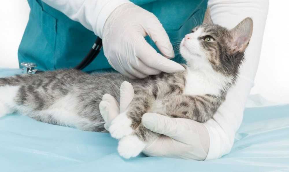 Заболевания вестибулярного аппарата у кошек