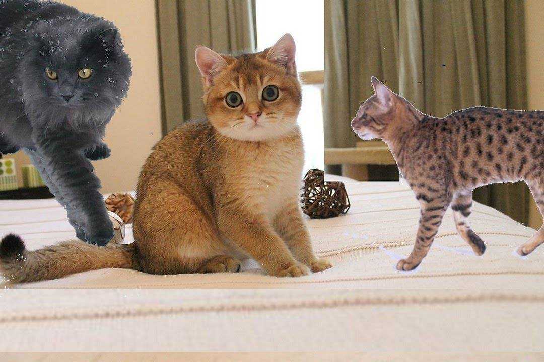 Породы кошек для квартиры и детей:с фотографиями и названиями (самые лучшие спокойные)