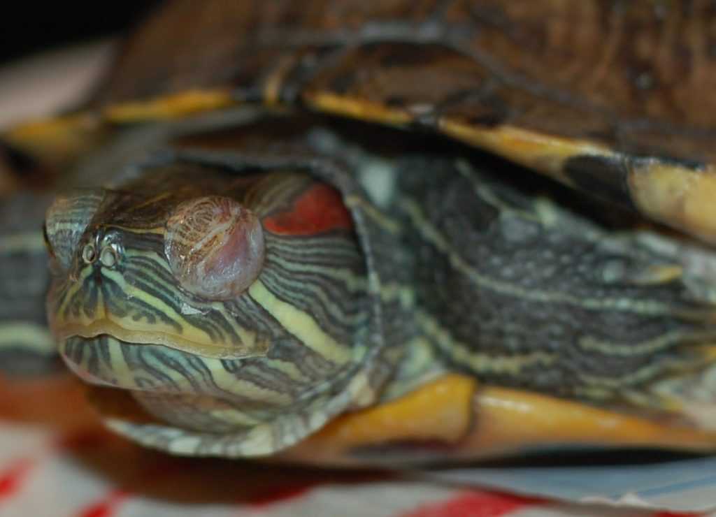 Почечная недостаточность у черепахи: вялая и перестала есть - научная статья центра ответ