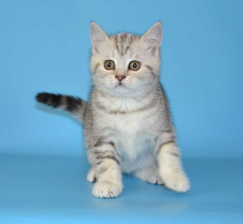 Рассмотрите фотографию кошки породы шотландская прямоухая. Скоттиш-страйт Шотландская прямоухая. Шотландская кошка прямоухая. Шотландская страйт прямоухая. Шотландская кошка страйт.