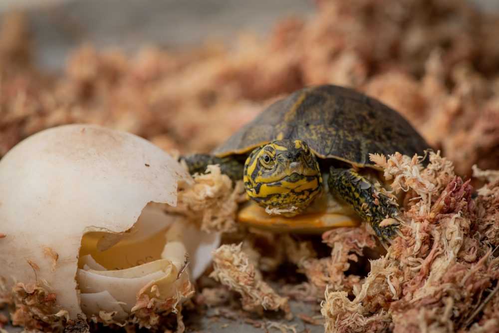 Как размножаются черепахи в природе и домашних условиях
