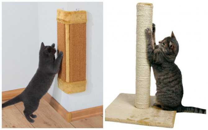 Кошачья мята: фото, для чего нужна и как действует, применение для кошек