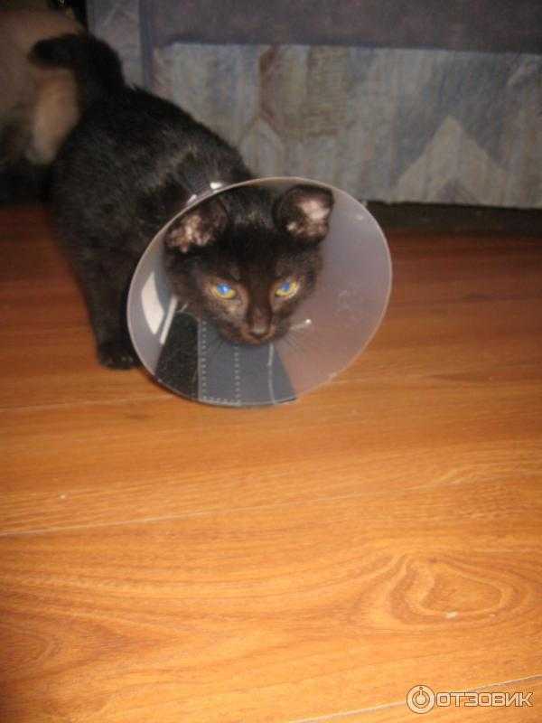 Калифорнийская сияющая кошка: фото, цена, описание породы, характер, видео