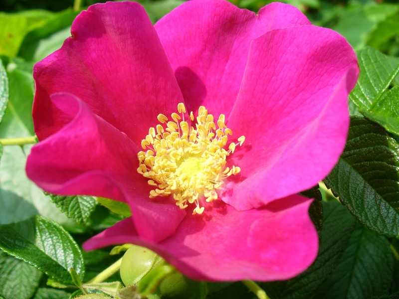 Роза морщинистая - сорта, фото и описание, отзывы