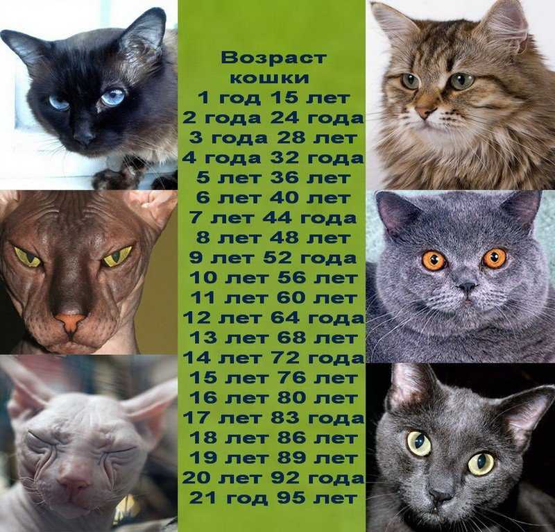 Сколько лет живут кошки и и от чего это зависит?