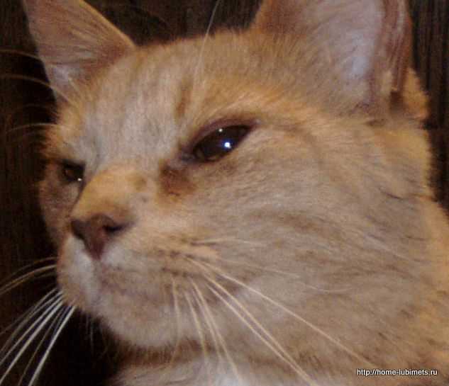 Панлейкопения у кошек: симптомы и лечение