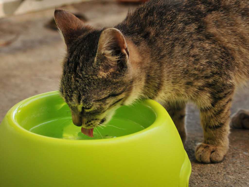Почему кошка не ест? возможные причины и последствия.