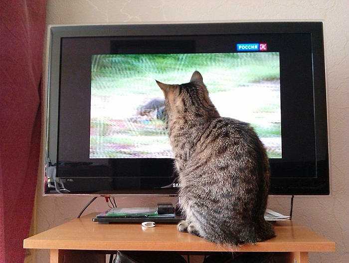 Почему кошка любит смотреть и смотрит телевизор?