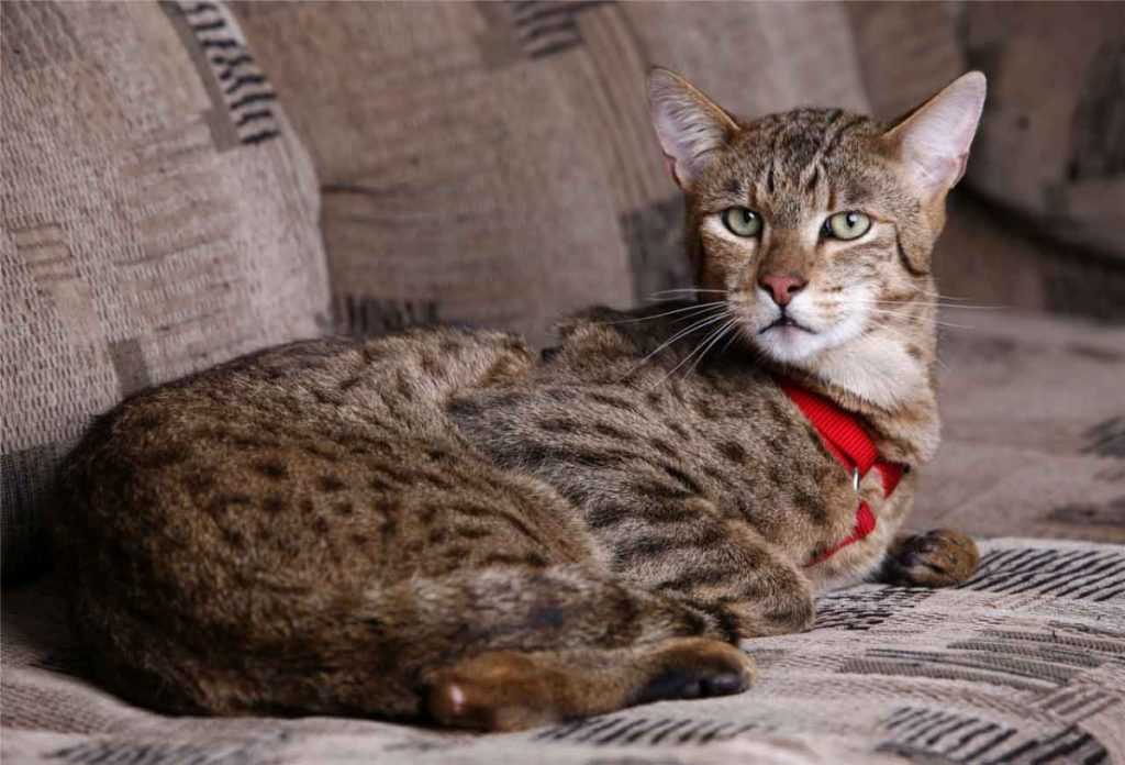 ᐉ ашера: порода кошки, которой нет, уход и питание, фото, цена - zoogradspb.ru