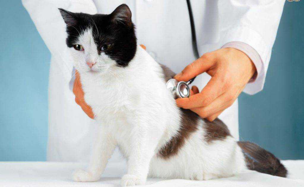 Лечение гипертонии у кошек - муркин дом