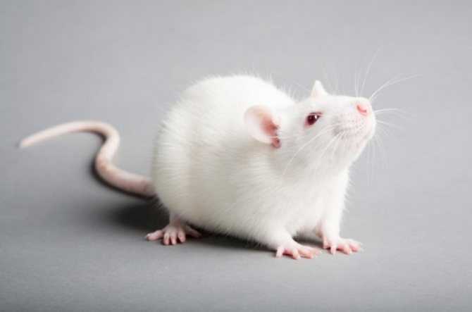 Сколько живет крыса дамбо в домашних условиях