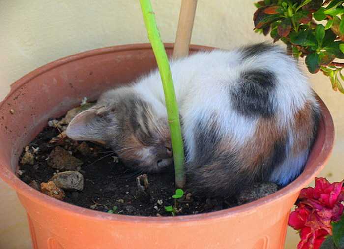 Комнатные растения, безопасные для кошек