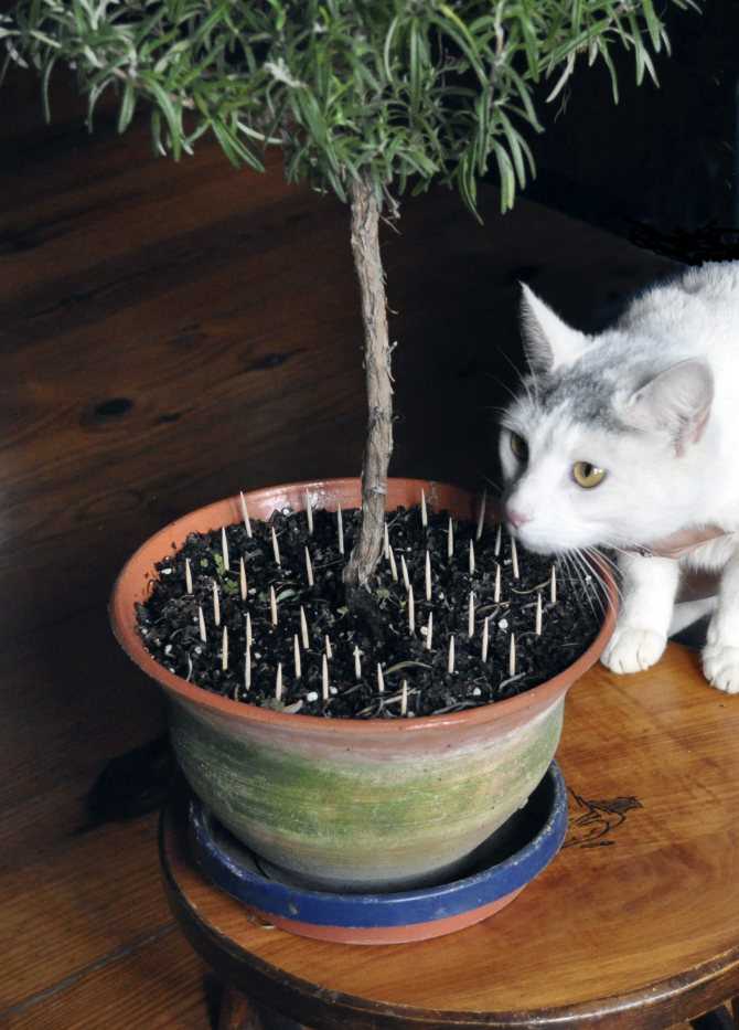 3 верных способа как отучить кошку есть растения