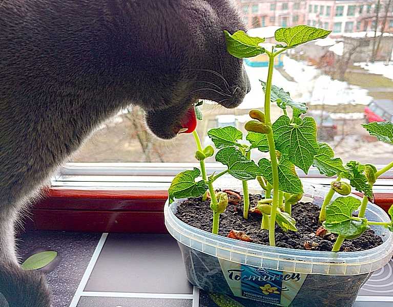 Какие комнатные растения опасны для кошек? | муркотики