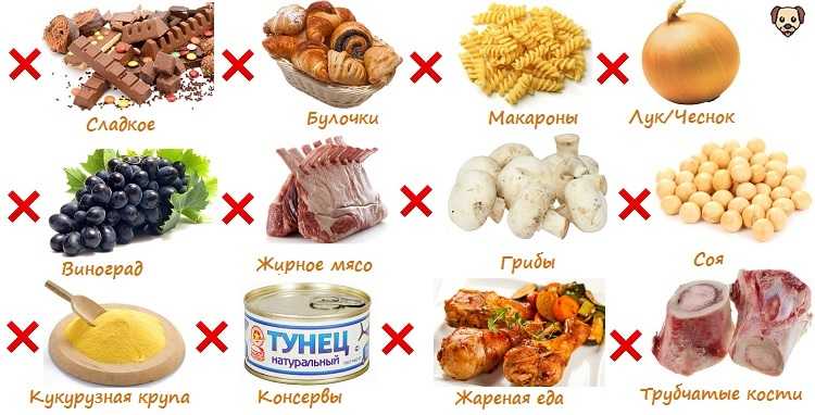 ᐉ что едят шиншиллы - режим дня и питания, прикорм - zooon.ru