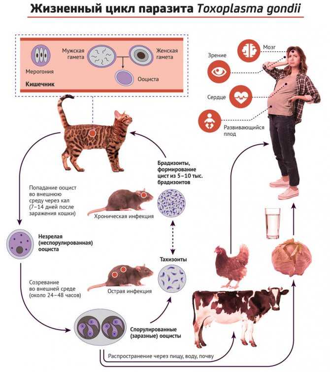 Коронавирус может передаваться от человека к домашним животным – ученые - eaomedia