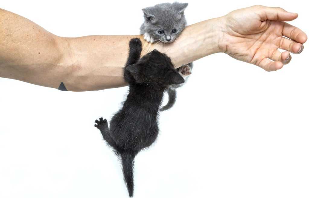 8 причин, почему кошка кусает пальцы - решения