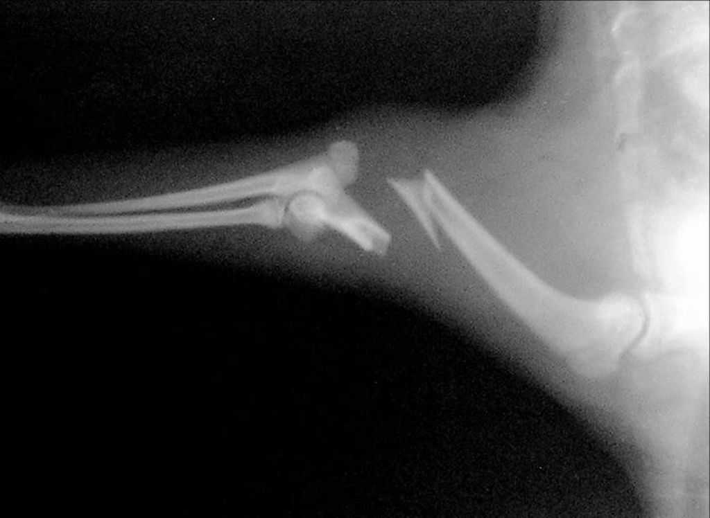Переломы костей у кошек: симптомы, причины, лечение и профилактика