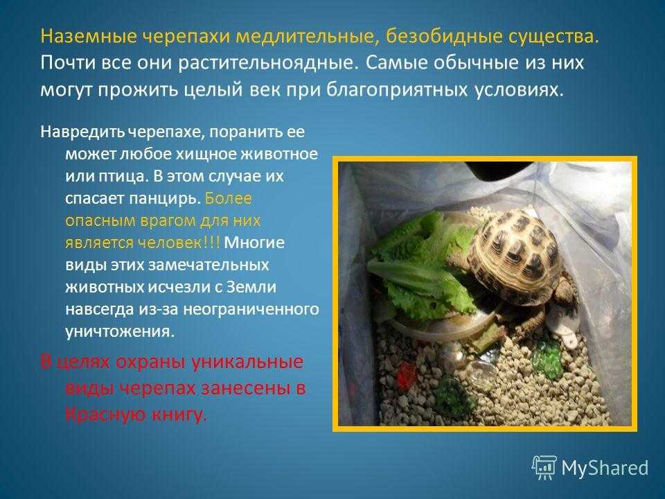 ᐉ какая температура тела у черепахи - zoopalitra-spb.ru