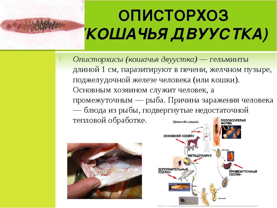 Описторхоз животных презентация