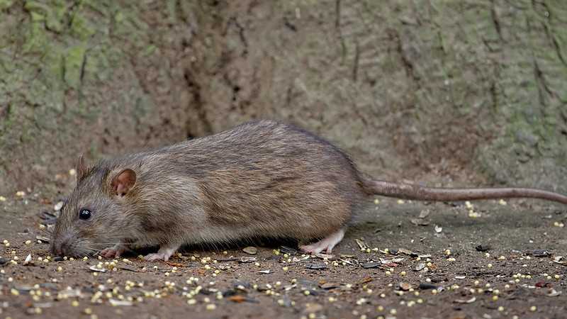 Породы крыс - описание декоративных крыс, уникальные породы, особенности животных