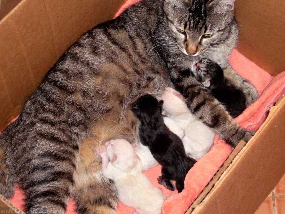 Сколько котят рожает кошка в первый раз