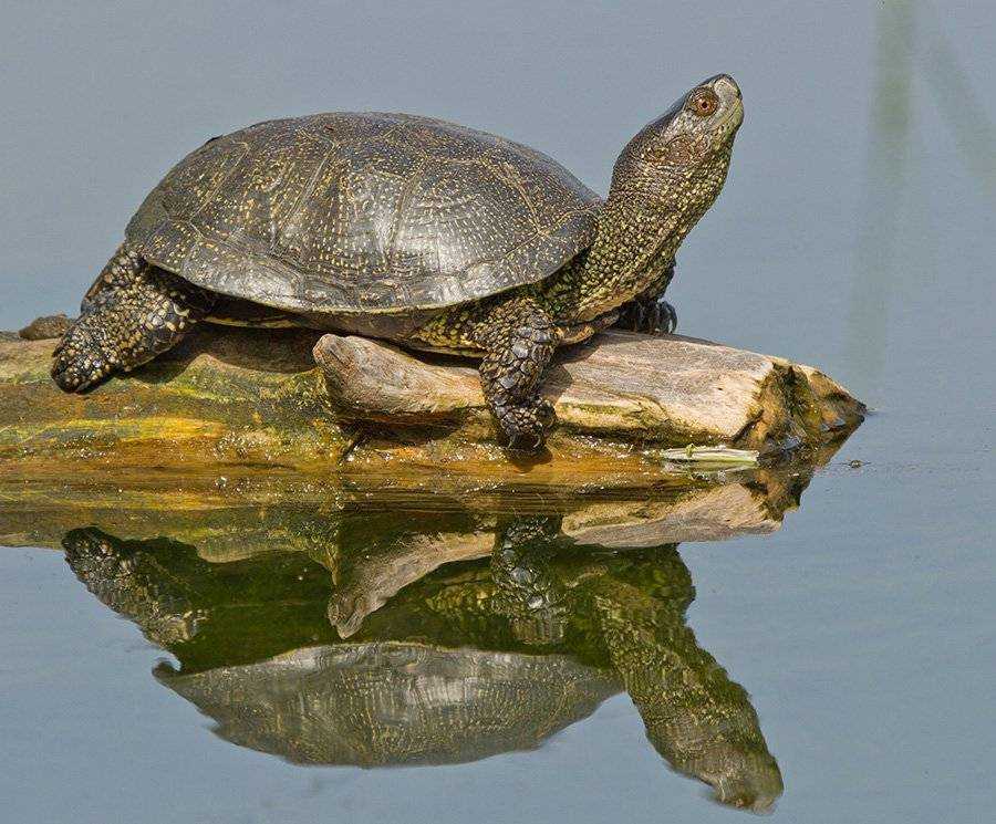 Скорость передвижения черепахи на суше и в воде: как бегают и плавают морские, сухопутные и красноухие черепахи (средняя и максимальная скорость движения)
