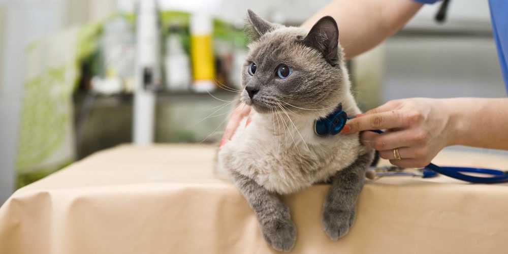 Иммунодефицит у котов: признаки, лечение, прогноз и профилактика | блог ветклиники "беланта"