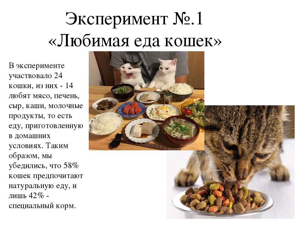 Чем кормить котенка? перечень продуктов по возрастам