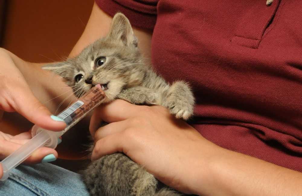Кормление котенка — правильный рацион, советы | veterinar-info
