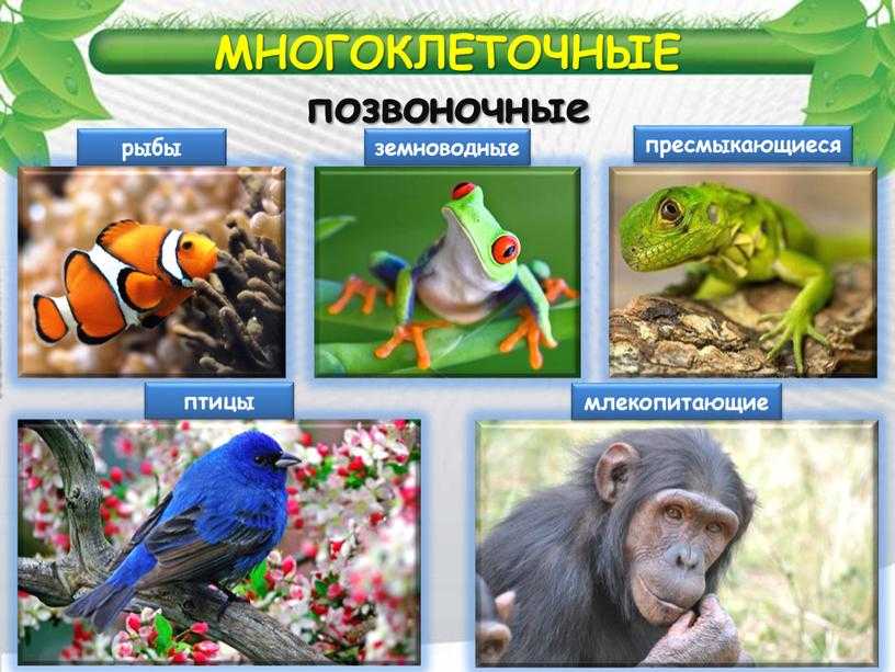 Сколько видов пресмыкающихся на земле: описание пресмыкающихся животных, список названий | tvercult.ru