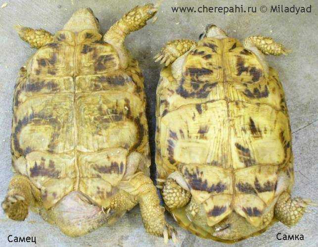 Как определить пол черепахи и различить черепаху мальчика от девочки